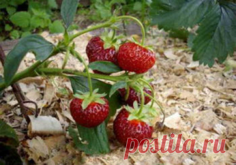 Как правильно проводить мульчирование почвы опилками Для некоторых культур мульчирование является неотъемлемым агрономическим приемом процесса выращивания. При его применении растения более защищены от вымерзания в зимний период, от зноя и жары в летний. При мульчировании угнетается рост сорняков, а почва менее подвержена излишнему испарению. Плоды, вследствие отсутствия контакта с почвой, меньше повреждаются болезнями. При применении этого прима важно правильно выбрать материал …