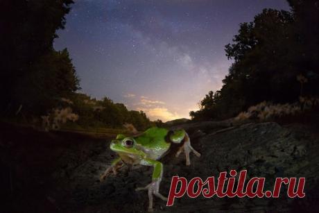 «Обыкновенную квакшу (Hyla arborea) называют еще древесной лягушкой. А в дословном переводе с латиницы она именуется красивой древесной нимфой. Эти поразительные земноводные отлично умеют передвигаться по деревьям: на кончиках пальцев древесницы расположены образования, которые напоминают подушечки-присоски. С приходом темноты квакша начинает охоту. Отличное зрение без труда позволяет ловить юрких мух и комаров. Фотография выполнена в ночное время одним кадром (это не коллаж и не…