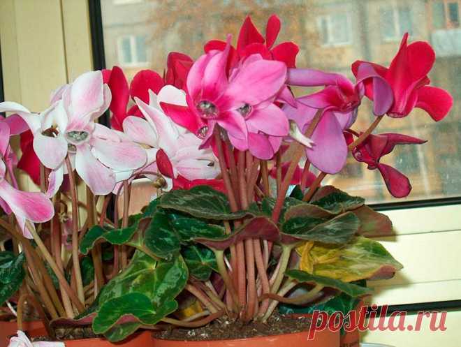 Комнатное растение Цикламен (Cyclamen). Название рода, включающего в себя около 15 видов, намекает на круглый клубень этих растений (греч. kyklos - "круг"). Цикламен - растение не столько нежное, сколько своеобразное. Он относится к числу тех немногих растений, которые цветут зимой, в "глухое" время года, когда почти все другие цветы находятся в состоянии покоя.