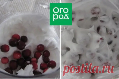 Как приготовить клюкву в сахаре – мастер-класс по 3 рецептам - Будет вкусно - Медиаплатформа МирТесен