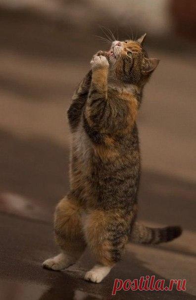 Очень радостный кот - Путешествуем вместе