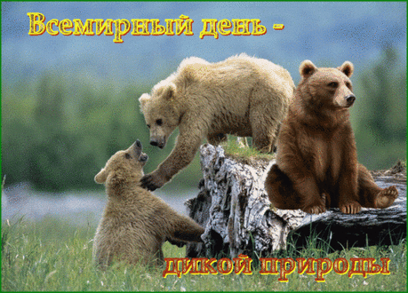 Сегодня, в день дикой природы,
Я вас призываю, люди,
Давайте к родной планете
Заботливы, бережны будем.