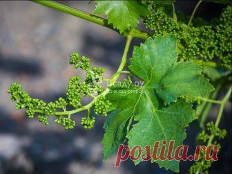 Листья винограда: польза, применение, рецепты Лист винограда - полезный состав. Применение виноградного листа в свежем и сушеном виде. Зачем маринуют листья винограда, и как используют в готовке