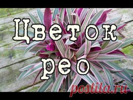 Цветок РЕО, ТРАДЕСКАНЦИЯ. Уход и разведение в домашних условиях