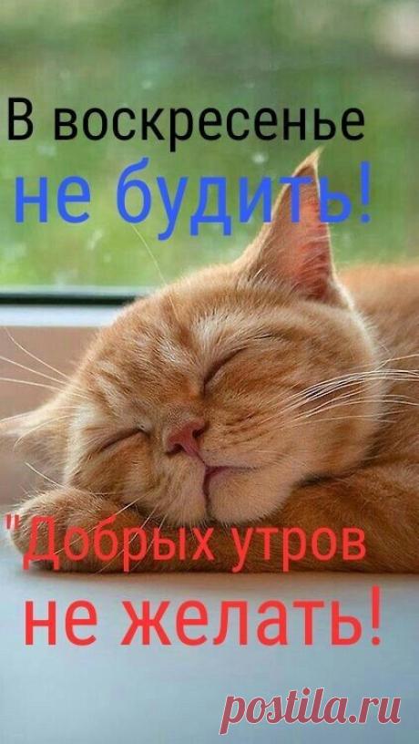 Котэ