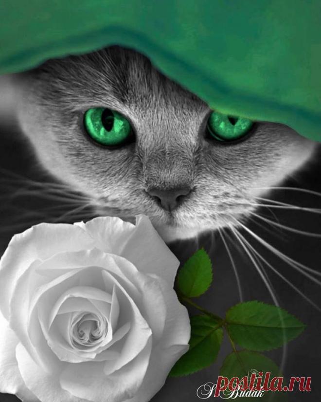 котик с розой