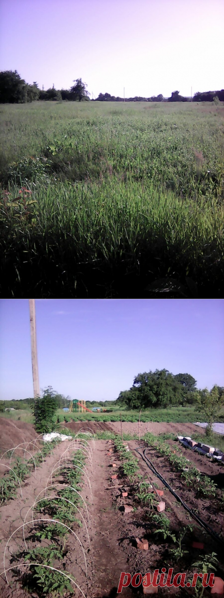 Как за один сезон целину сделать мягкой и плодородной почвой | Помидоровна | Яндекс Дзен