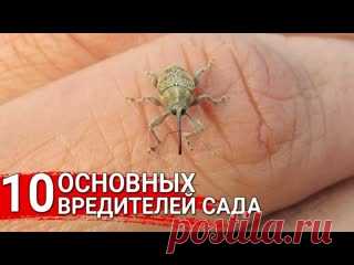 10 основных вредителей сада