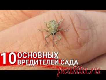 10 основных вредителей сада
