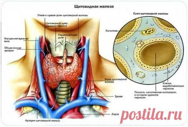 Каша для щитовидной железы | Мамам, женщинам, бабушкам и очень любознательным.