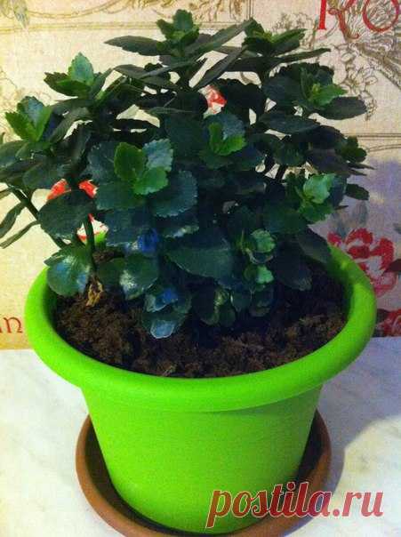 Здравствуйте. Подскажите пожалуйста что нужно сделать чтобы каланхоэ зацвел. Больше года только листья. В декабре делала обрезку (листья были квеленькие)