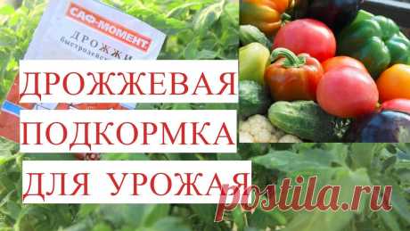 Все Прет как на Дрожжах! Подкормка Дрожжами для Отличного Урожая. Подкормка. Подкормка помидор, точнее томатов, подкормка огурцов, подкормка клубники, подкормка рассады, чем подкормить рассаду - это одна из набирающих сейча...