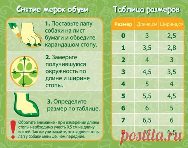 Модные Чихуашечки (вязание для животных, схемы)