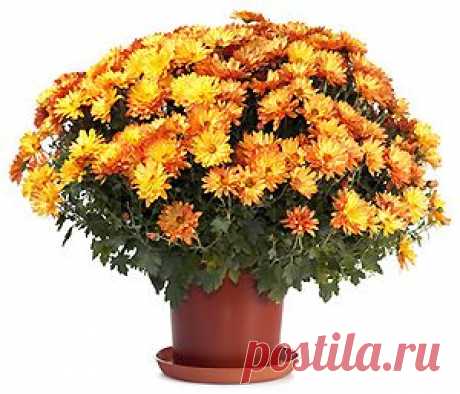Уход за комнатной хризантемой