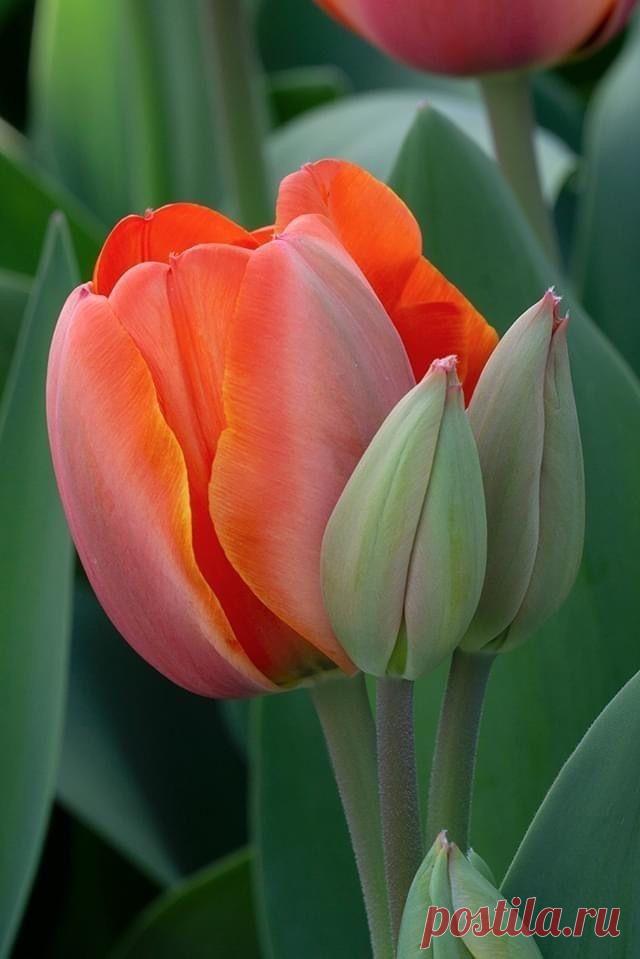 Пин на доске яТЮЛЬПАНЫ