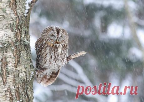 Серая неясыть. Автор фото: Дмитрий Павлов.