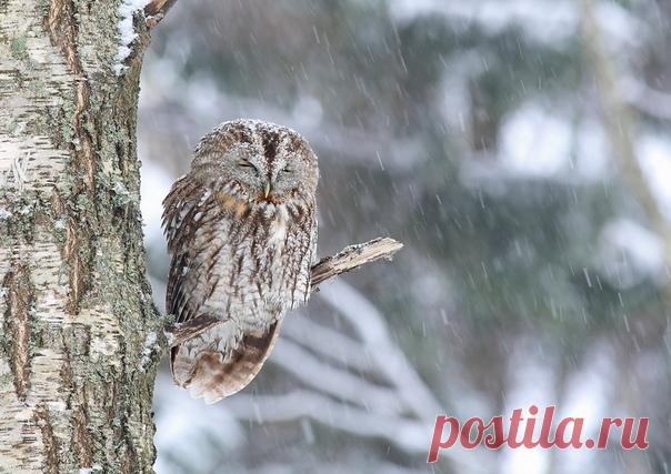 Серая неясыть. Автор фото: Дмитрий Павлов.