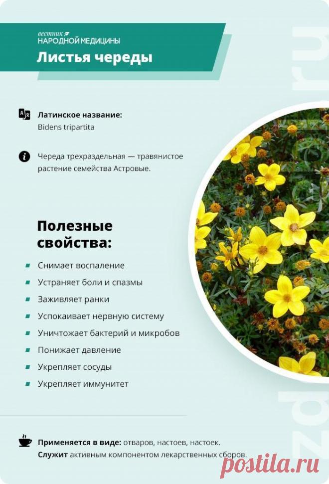 Листья череды