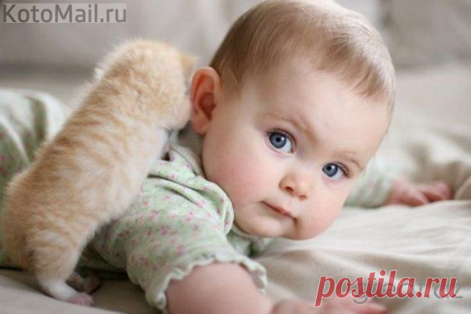 Подарили ребенку котенка