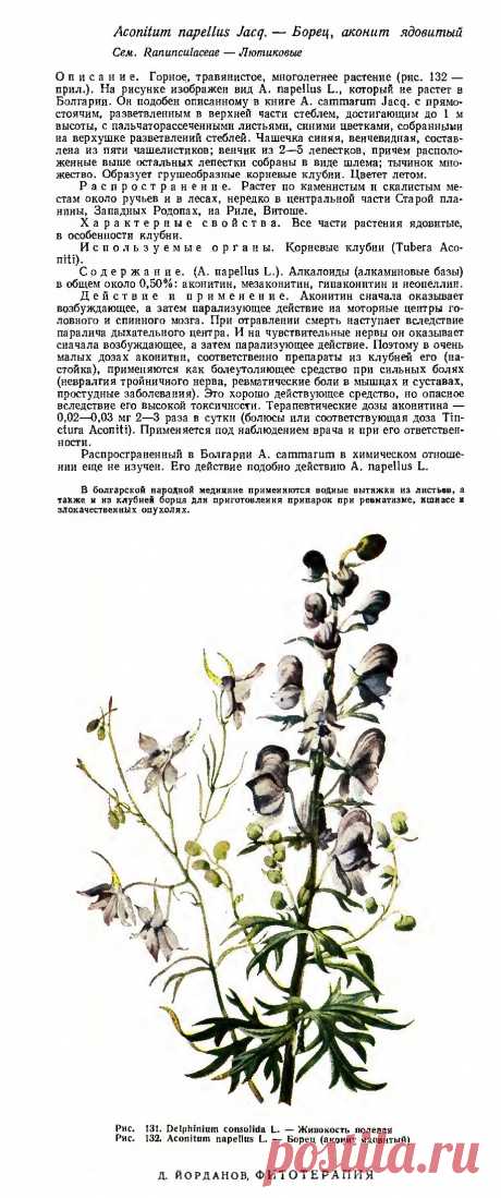 Аир тростниковый (ирный корень)