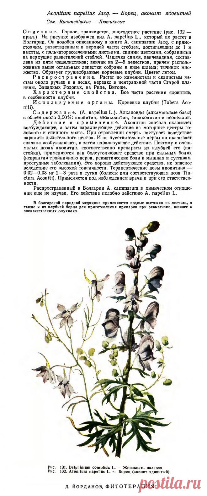 Аир тростниковый (ирный корень)