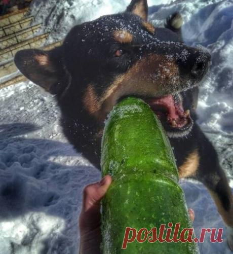 Знакомьтесь мой пес Рекс-чебурекс, который обожает грызть пластиковые бутылки, таскать хозяйственные перчатки и валятся в снегу | Котопёс | Яндекс Дзен