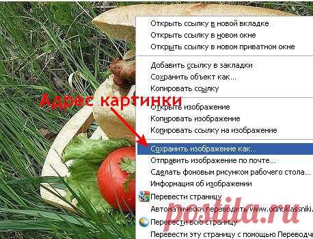 Как быстро вставить в пост на ЛиРу картинку из Интернета