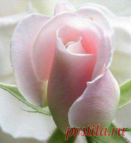 (13) Facebook