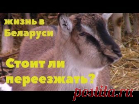 Про жизнь в Беларуси и переезд