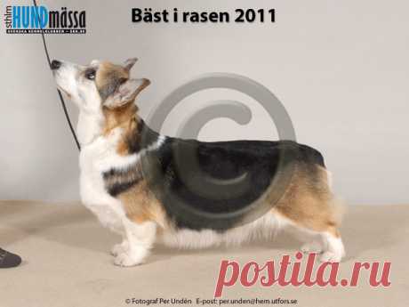 WELSH CORGI PEMBROKE Namn:EUW-06, INT UCH, NO V-04, NORD UCH, SE V-04, SE V-05, VWW-11, WW-10 SIGGEN'S UPTOWN GIRL Ägare:RITA TILLEY WILBERG, SØRUMSAND NORGE Uppfödare:WILBERG RITA & LEIF-HERMAN, N-1921 SÖRUMSAND