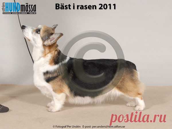 WELSH CORGI PEMBROKE Namn:EUW-06, INT UCH, NO V-04, NORD UCH, SE V-04, SE V-05, VWW-11, WW-10 SIGGEN'S UPTOWN GIRL Ägare:RITA TILLEY WILBERG, SØRUMSAND NORGE Uppfödare:WILBERG RITA & LEIF-HERMAN, N-1921 SÖRUMSAND