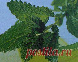 ЛИСТЬЯ МЯТЫ