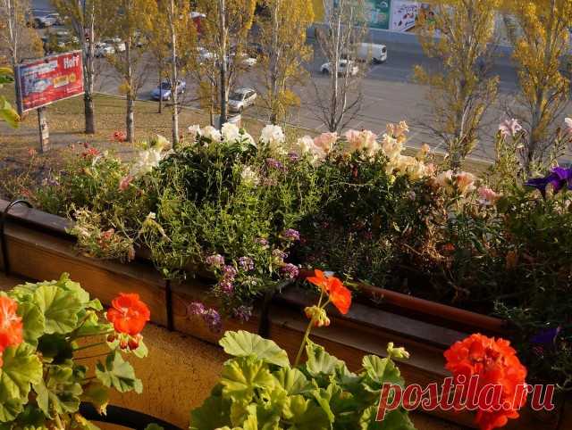 8 летников, цветущих до снега. Уход в домашних условиях. Фото — Ботаничка.ru