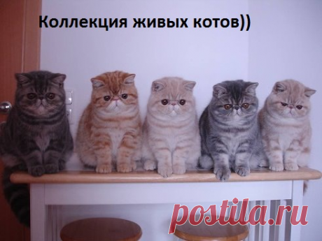 Коллекция котов... живых.   &gt;&gt;&gt;&gt;&gt;&gt;&gt;