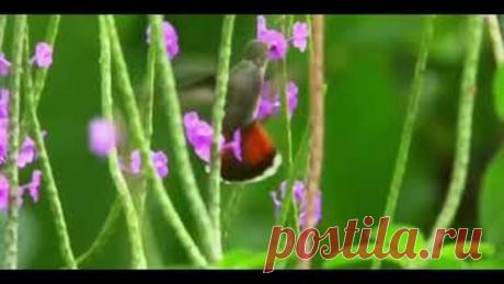 Красота под прекрасную музыку