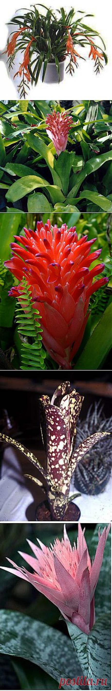 Бильбергия - описание, уход, размножение | GreenHome