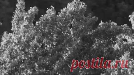 Тополя, тополя... Лучшее исполнение хита шестидесятых