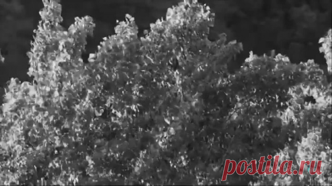 Тополя, тополя... Лучшее исполнение хита шестидесятых