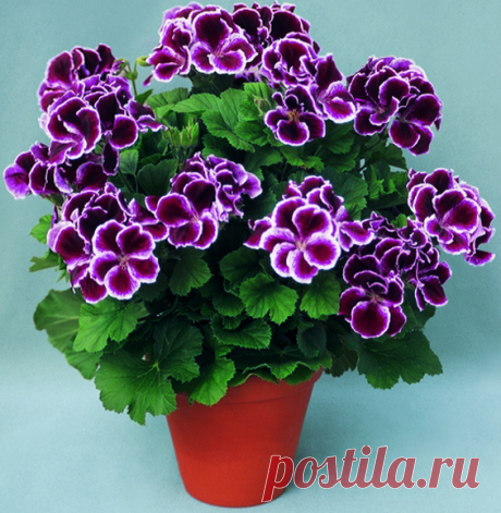 (2) Одноклассники
