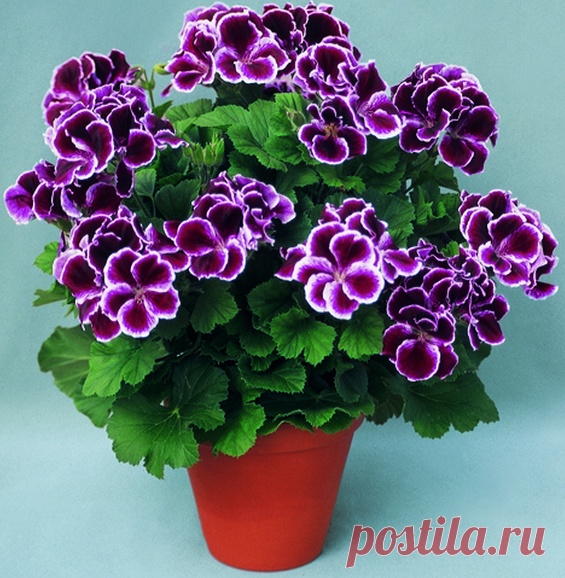 (2) Одноклассники