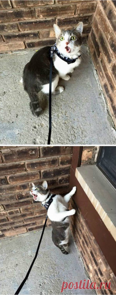 "Сдаюсь! Унесите меня домой!": Эти глаза кошек, которые вышли на улицу первый раз в жизни (+смешные фото) | Лариса Кречетова | Яндекс Дзен