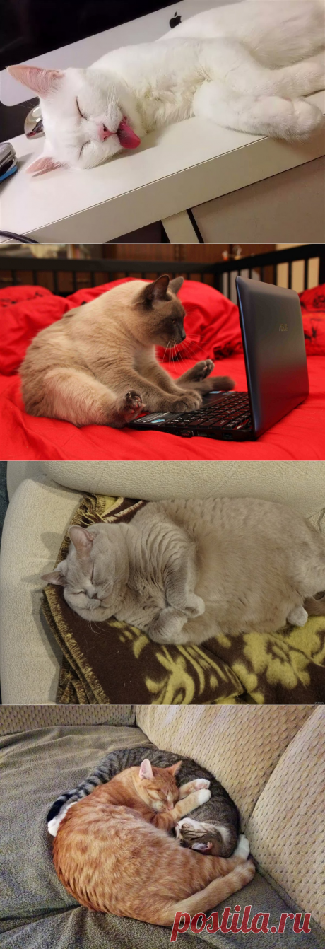 Кот дрыхнет - 58 фото