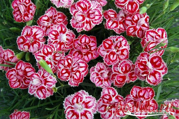 Какие цветы сеять на рассаду в январе 

Сейчас мы выбираем те цветочные культуры, у которых срок от посева до начала цветения составляет 130-180 дней. В эту группу попадают как однолетние, так и многолетние неторопливые растения. Посеяв их до конца января (в крайнем случае в начале февраля), можно увидеть цветы уже в июне. А многолетники в этом случае, что очень важно, зацветут в первый же год! Что же это за цветы? 

1. Антирринум большой, или львиный зев 
Антирринум больш...