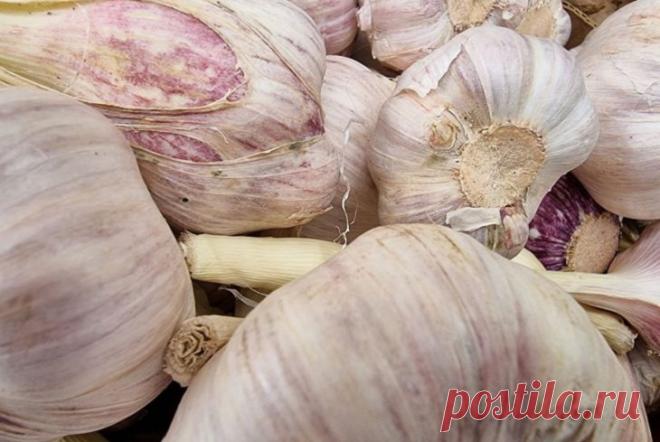 Многие огородники не знают про 3 важные обработки чеснока в июне и теряют 50% урожая Июнь — крайне важный месяц для тех, кто выращивает озимый чеснок. 