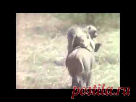 Неуловимые мстители (видео) / Приколы