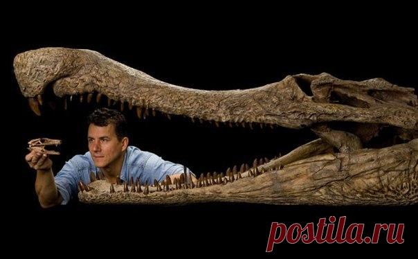 Предки современных крокодилов были ростом выше человека, и достигали в длину 13 метров.