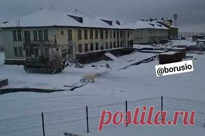 Вышедшего к людям белого медведя в Арктике сняли на видео. В поселке Диксон в Арктике белый медвежонок вышел к людям, видео публикует Telegram-канал «Борус». На кадрах видно, как белый медведь ходит рядом с жилыми домами. По словам жителей поселка, животное могло прийти вместе с более взрослым медведем, которого недавно заметили местные.