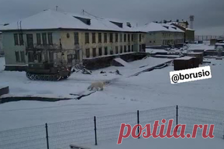 Вышедшего к людям белого медведя в Арктике сняли на видео. В поселке Диксон в Арктике белый медвежонок вышел к людям, видео публикует Telegram-канал «Борус». На кадрах видно, как белый медведь ходит рядом с жилыми домами. По словам жителей поселка, животное могло прийти вместе с более взрослым медведем, которого недавно заметили местные.