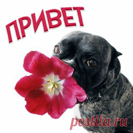 Привет! Держи от меня букет!