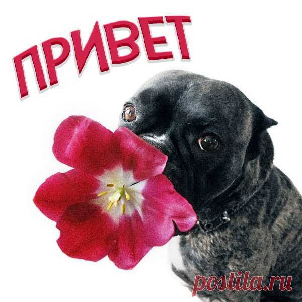 Привет! Держи от меня букет!